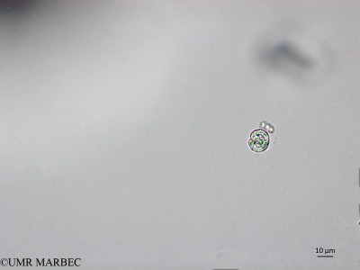 phyto/Brazilian_Nordeste/AtoldasRocas_station20/ABRACOS1 October 2015/Nd e (Snap-1816)(copy)_thumb.jpg